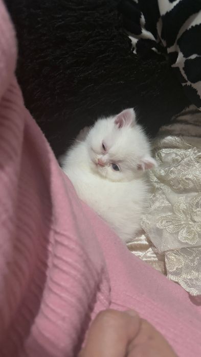 Scottish Straight Highland