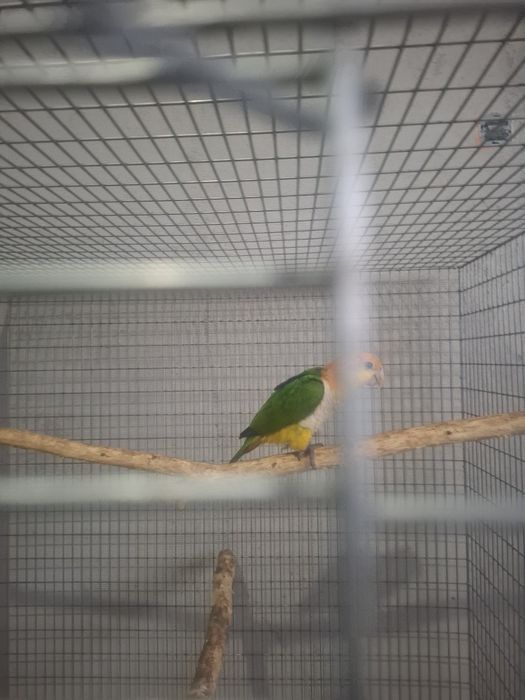 Caique cu cap portocaliu blând