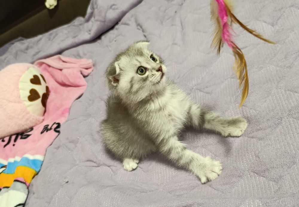 Вислоухие котята шотландцы