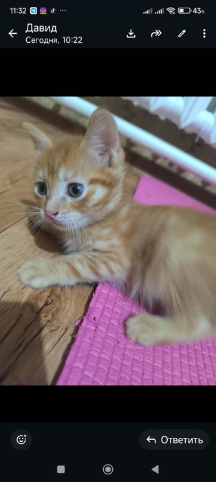 Домашние котятки