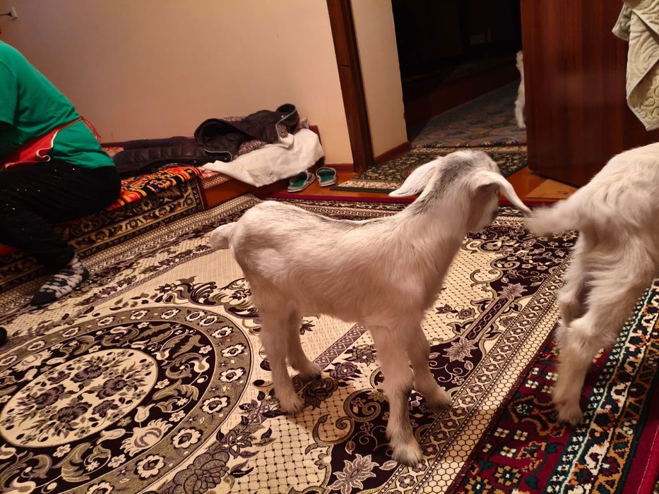 Лактар сатылады занен