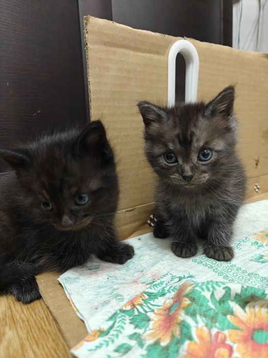 Котята бесплатно