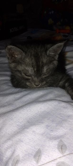 Породистые котята