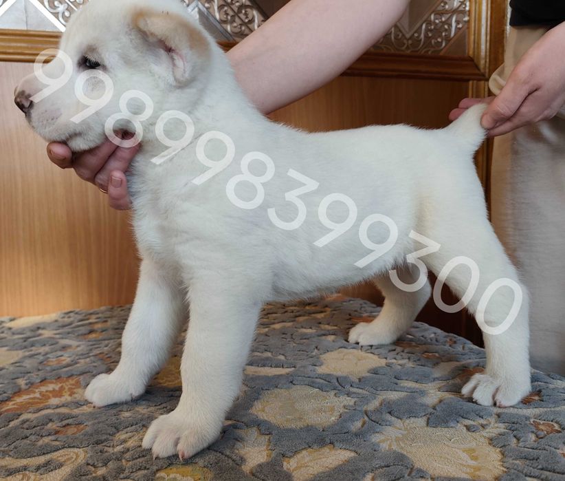 Продам щенков Алабая (1 месяц)