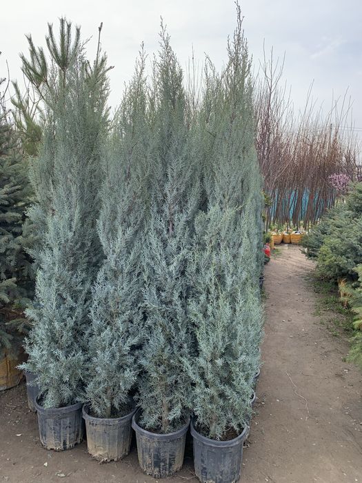 Кипарисы  турецки  аризонка