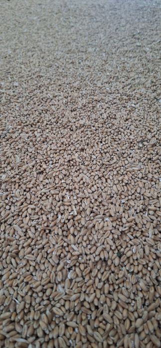 Vând grâu producție 2025!