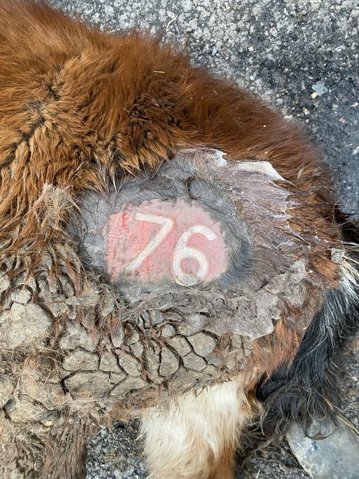 Тавро клемо танба 3000