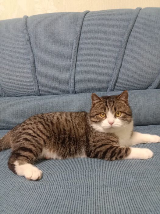 Ищем дом для котика