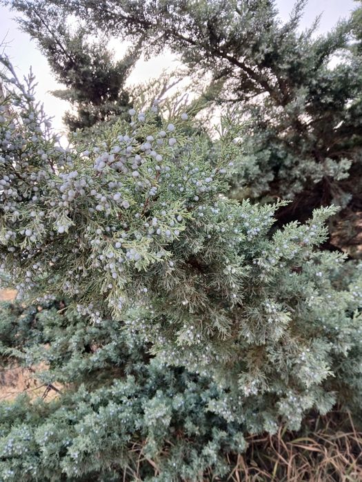 Продам елку можевельник