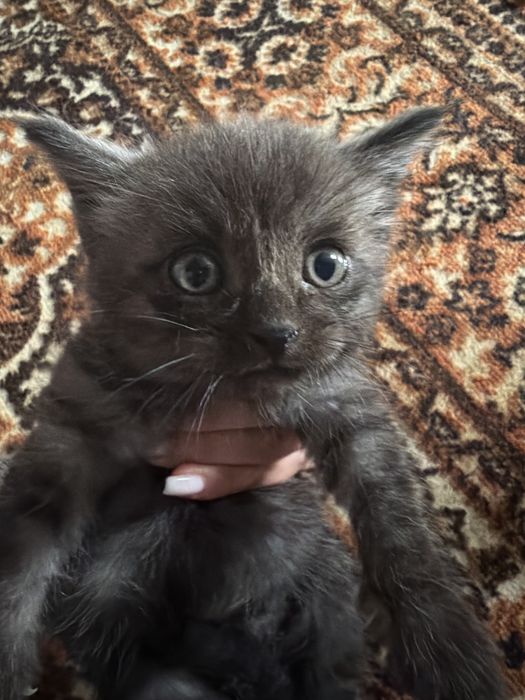 Котят отдам в хорошие руки