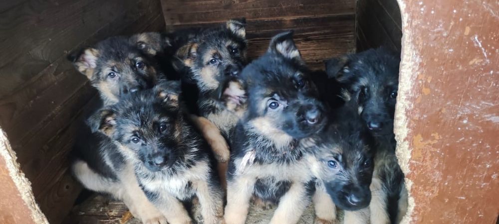 Продается щенки немецкой овчарки