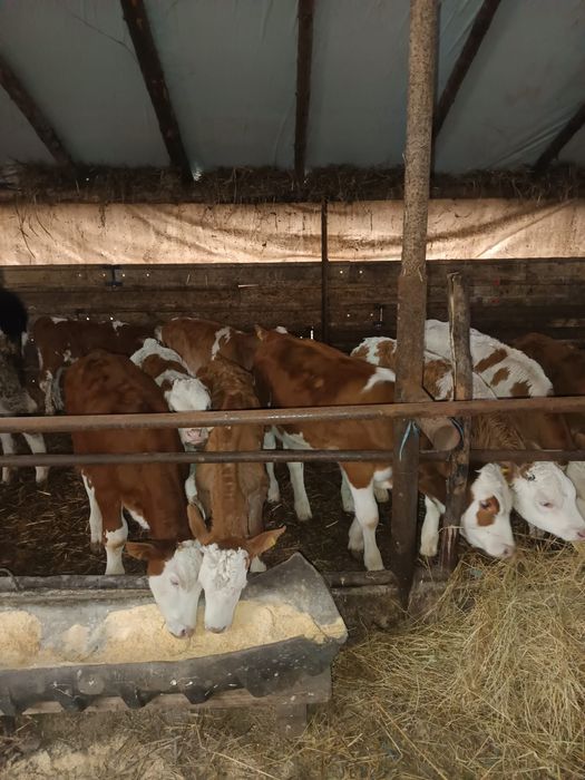 Vând vitei intarcati 9 bucati