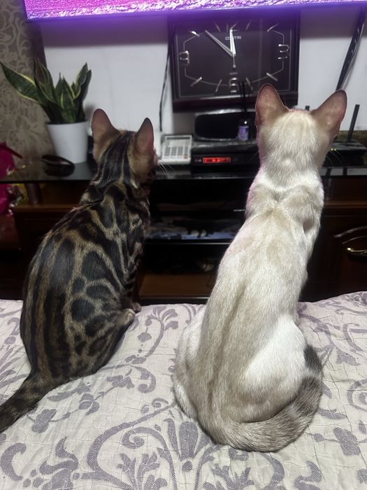 Бенгласкый котят