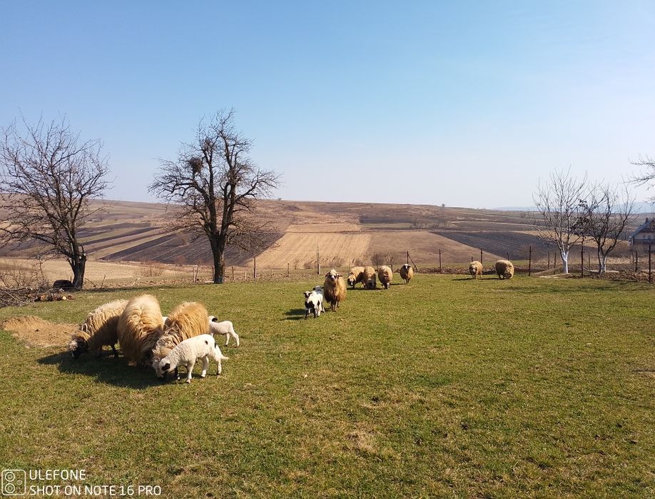 Oi breze și oacheșe cu miei