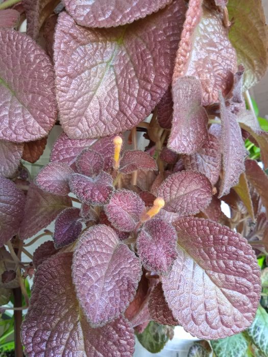 Эписция растение