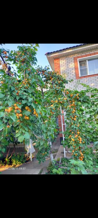 Саженцы абрикоса