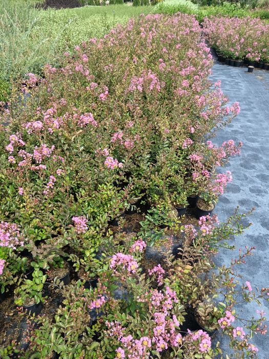 Индийски люляк цена 10 лв брой