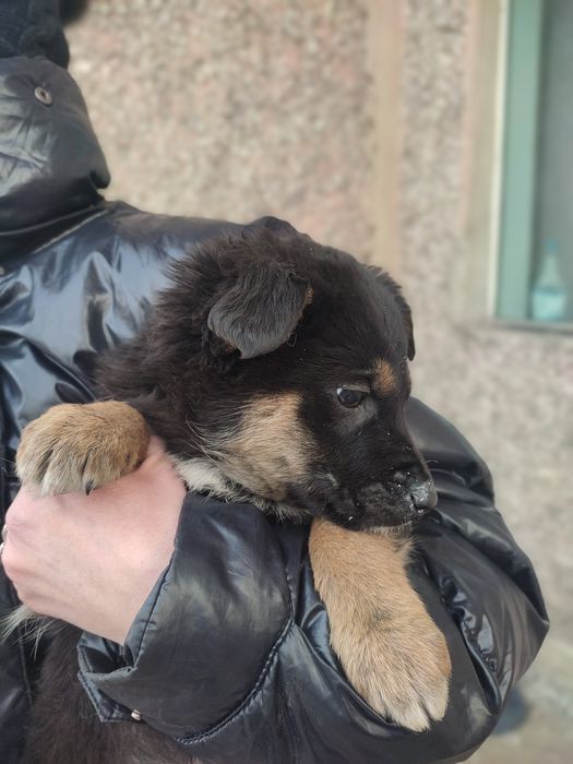 Мальчики в добрые руки