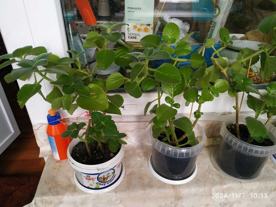 Комнатная мята плектрантус