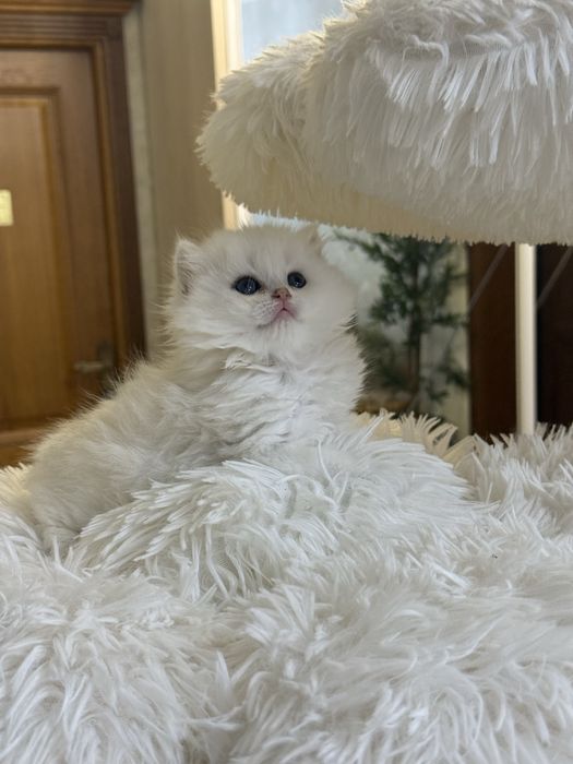 Серебристая шиншилла!