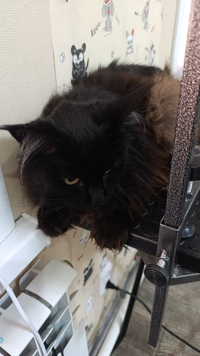 Груминг, стрижка собак, экспресс-линька