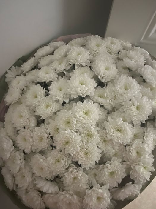 Цветы 25 кустов хризантема