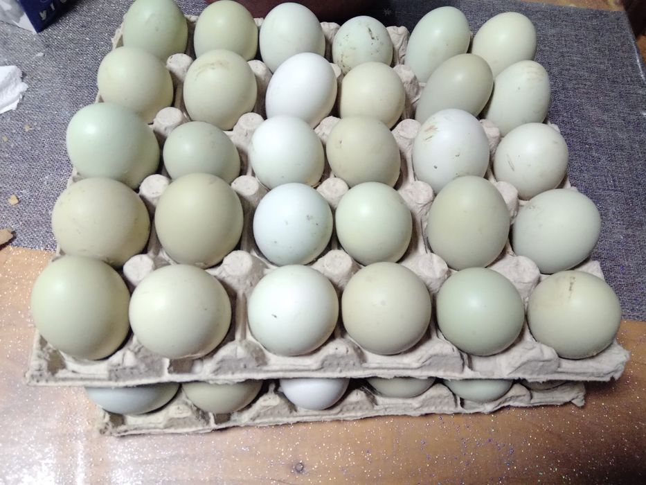 Ouă ptr incubat ,de găini araucana..