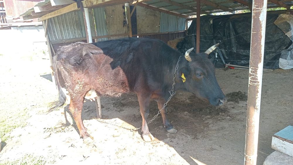 Сиыр сатылады бызауымен