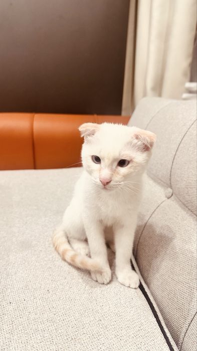 Котенок, парода висловух