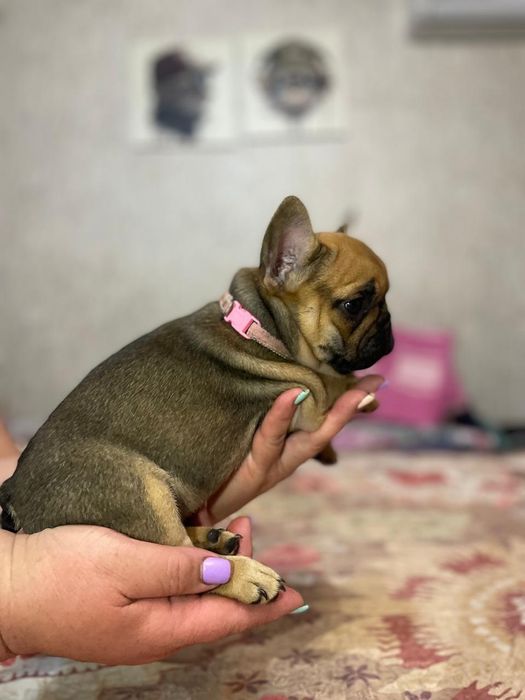 Продам щенков французского бульдога