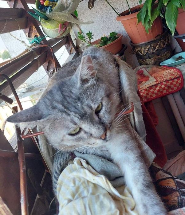 Сив Таби котарак търси дом