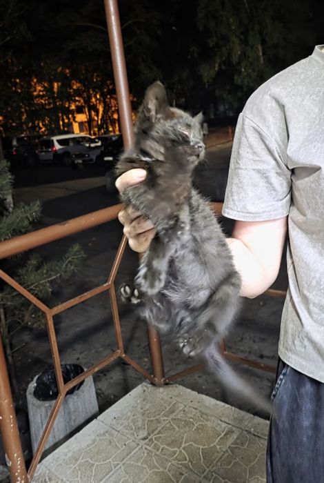Котёнок ищет дом