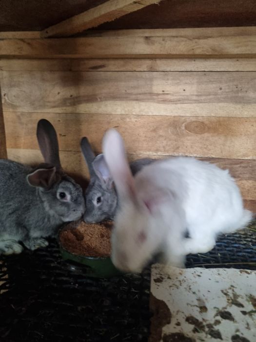 Продам или обменяю кролика