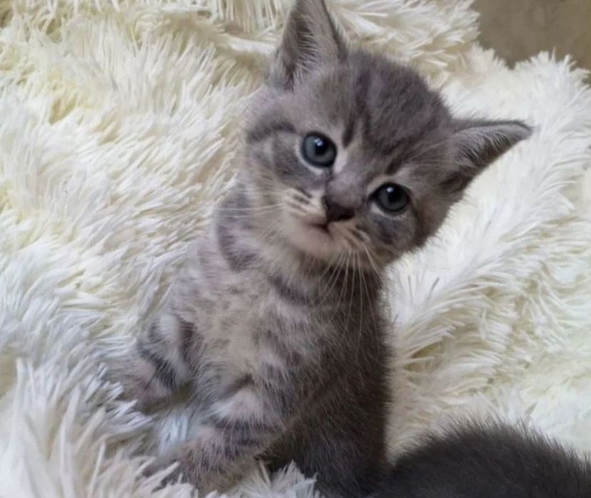 Шотландские девочки 1.5 мес