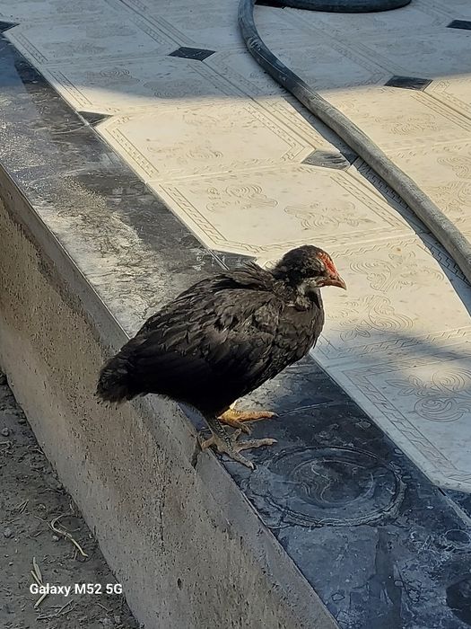Qora tovuq jojalari 27 dona 1 oylik 26 ta qora 1 ta oq kasali yo'q
