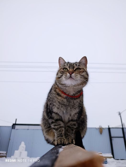 Кошка в добрые руки