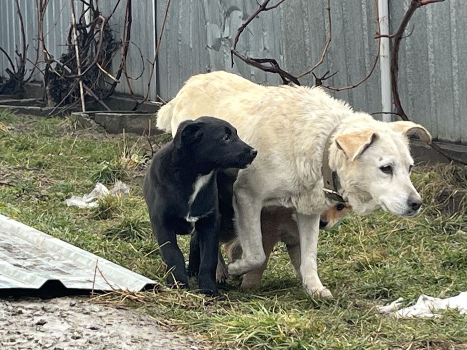 Щенки девочки милые.