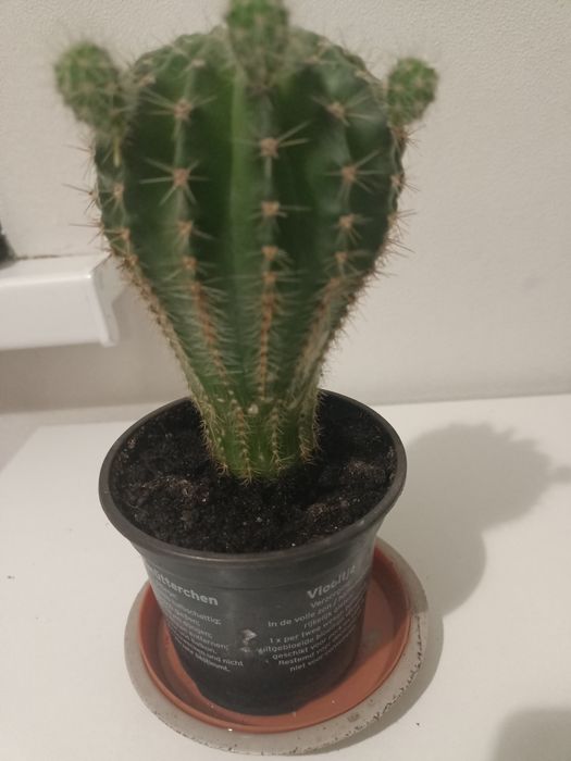 Кактус  эхинопсис