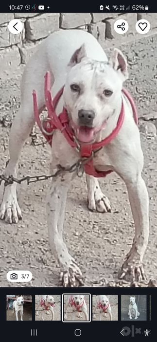 Argentina dogosi