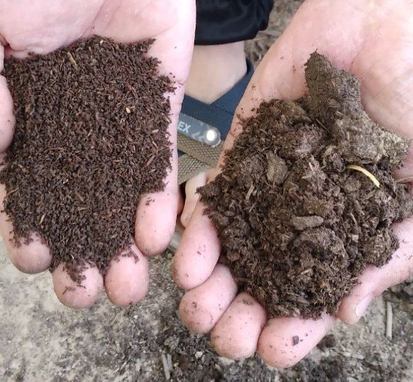 California qizil chuvalchanglari hamda biogumus sotiladi