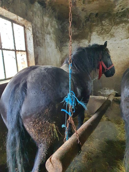 Iapa tractiune, semigrea si gaste