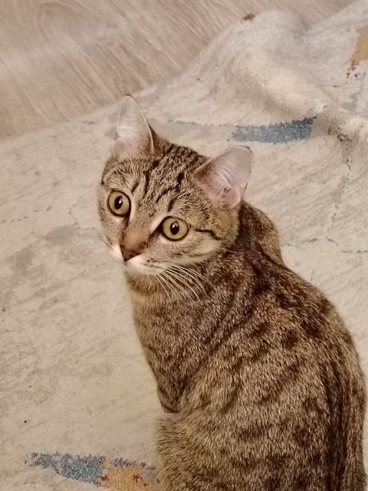 Потерялась кошка г. Астана