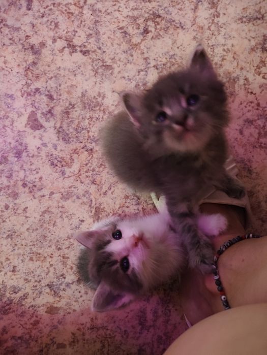 Отдам котят в добрые руки