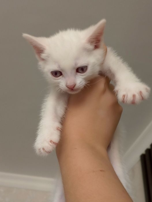 Котята породистые