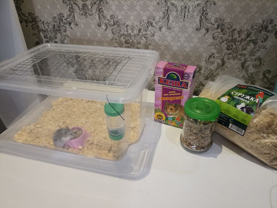 Продам хомячка .
