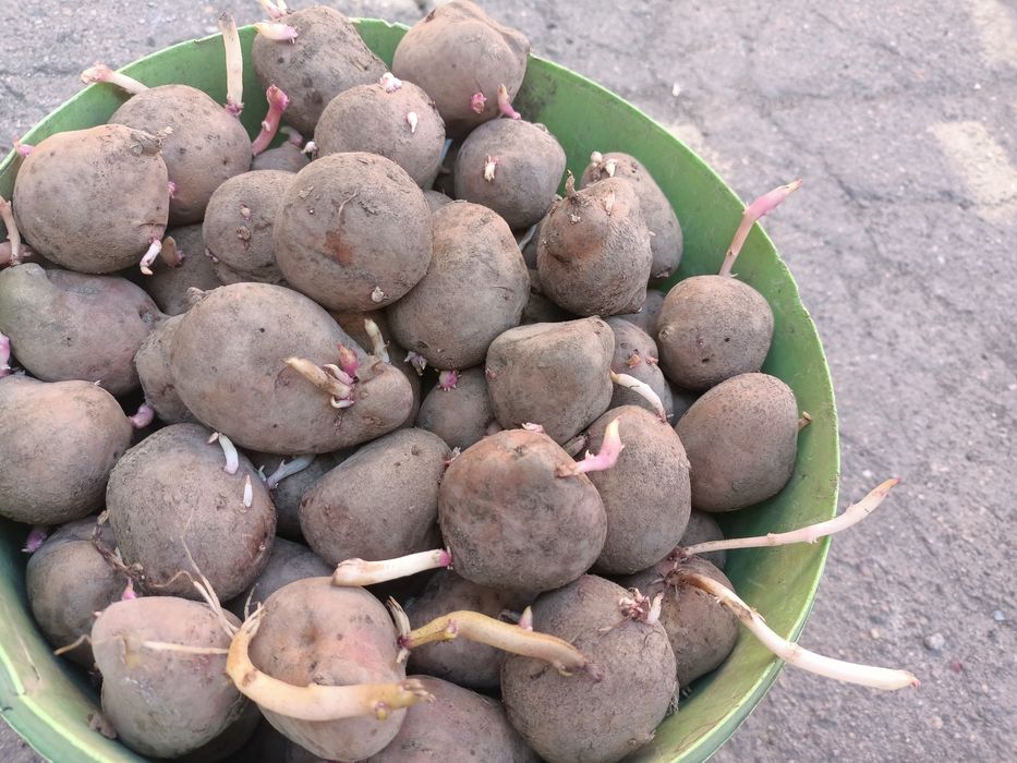 Продам семянной картофель