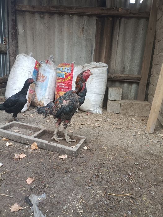 обмен на голубей