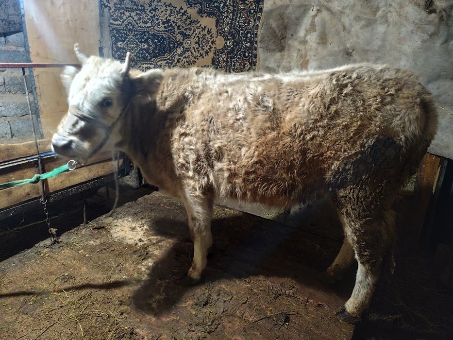 Семиз буаз кашар сатылады