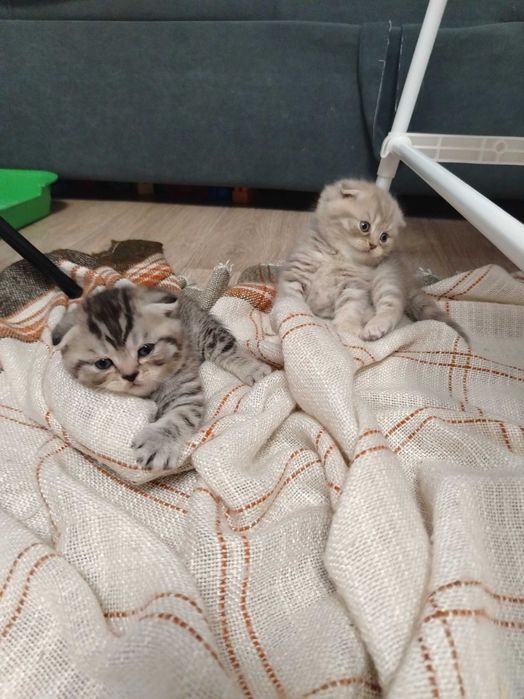 Продам замечательных вислоухих котят
