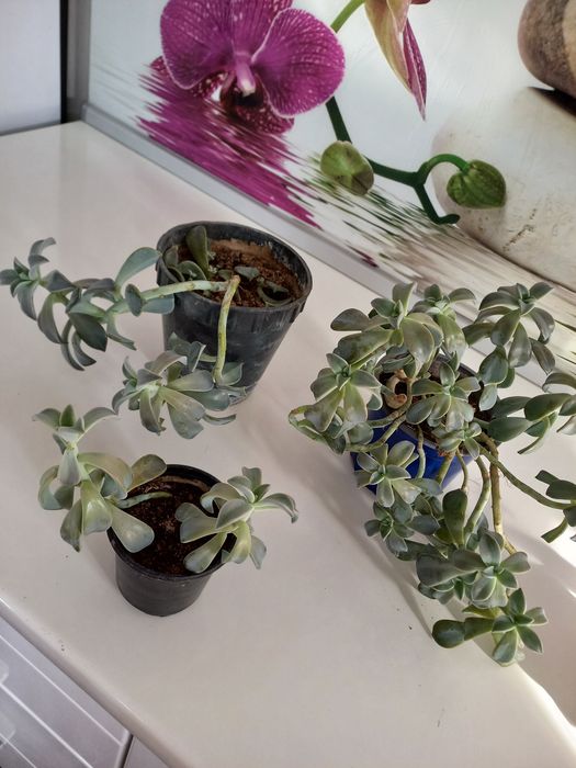 Студоустойчиви  цветя